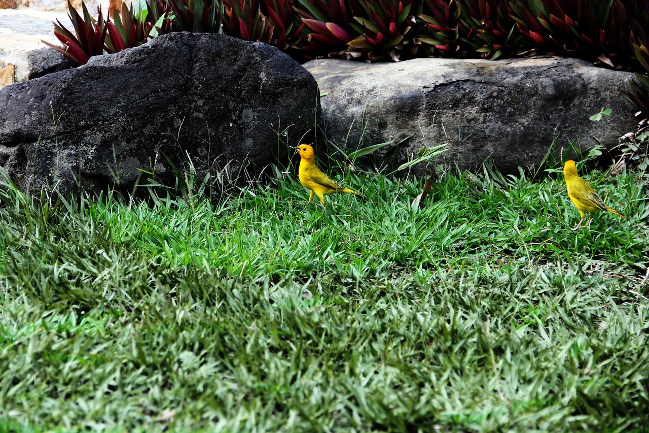 Services creative, dream, art, beginning, creativity, nature, creation, care, environmentalist, ecology, gaia, hiking, hope, live, landscape, awakening, infinity, flowering, flowers, beautiful, flower, birds, botany, environmentalist, environmentalist, gaia, gaia, gaia, gaia, gaia, hope