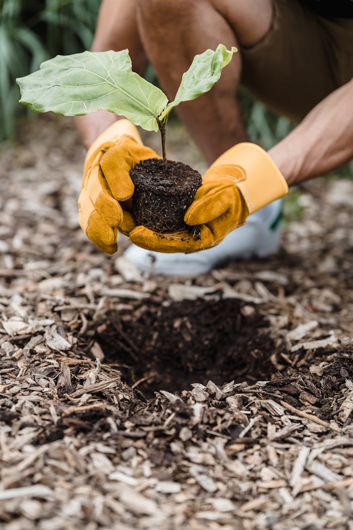 Home Man wearing gloves plants a seedling outdoors, promoting new life and sustainability.